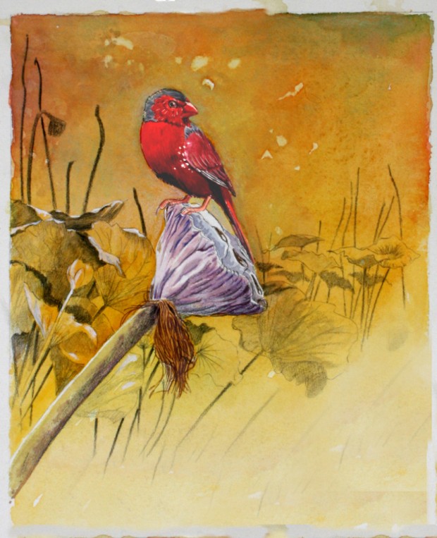 CrimsonFinch Yellow Water Kakadu by Malcolm Arnold
