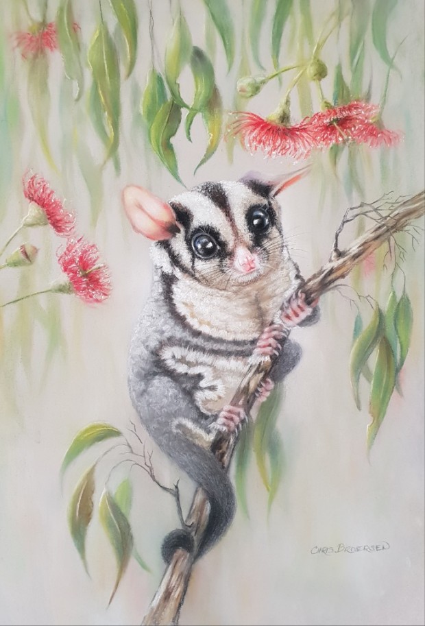 Sugar Glider by Christine Broersen