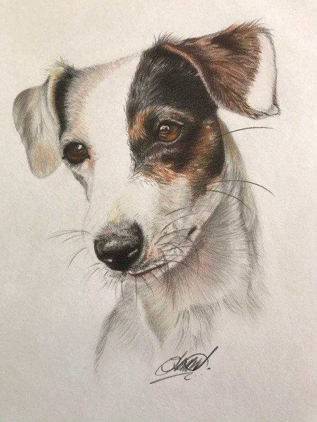 Jack Russell Terrier by Therese Malone Maitland-sackitey