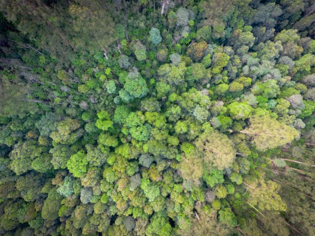 Birds Eye View over Lush Rainforest Gully by Martin Stringer