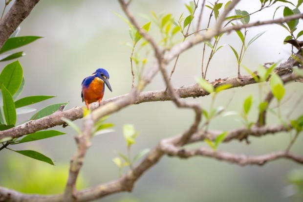 Azure Kingfisher by Martin Stringer