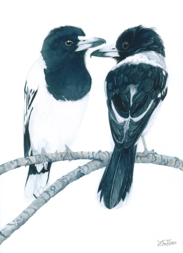 Butcher Birds by Zoe Fletcher