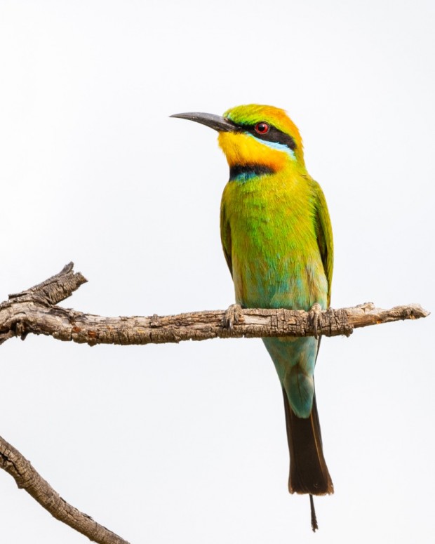 Rainbow Bee-Eater by Martin Stringer
