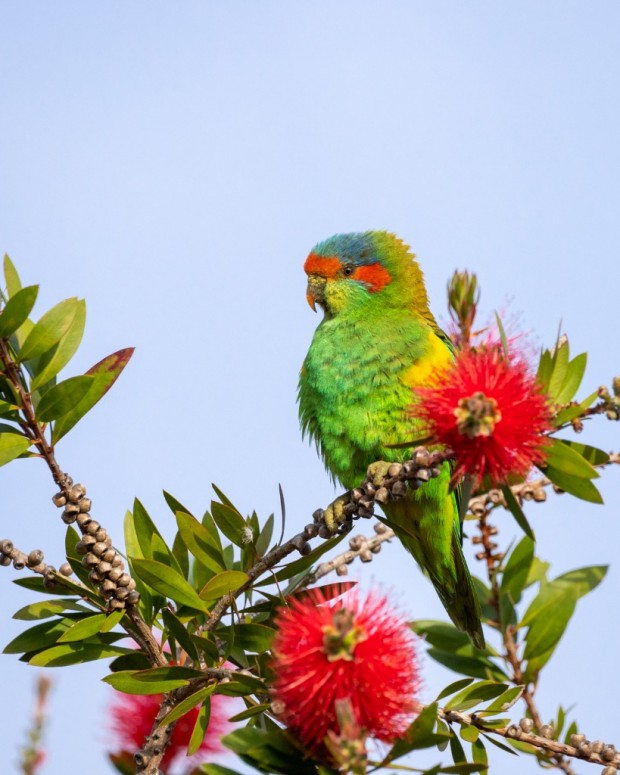 Musk Lorikeet by Martin Stringer