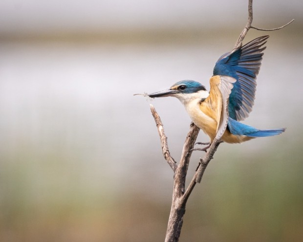 Sacred Kingfisher by Martin Stringer