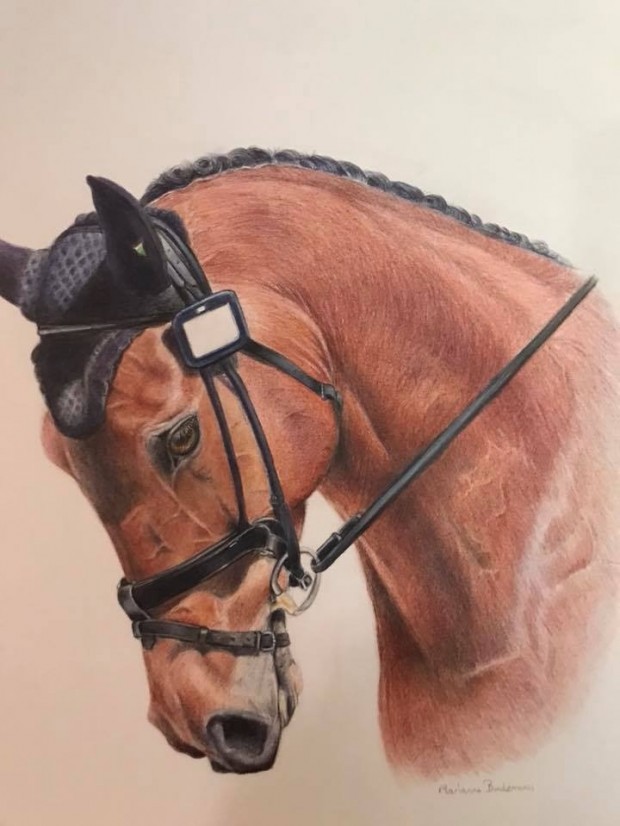 Horse Portrait by Marianne Bindemanis