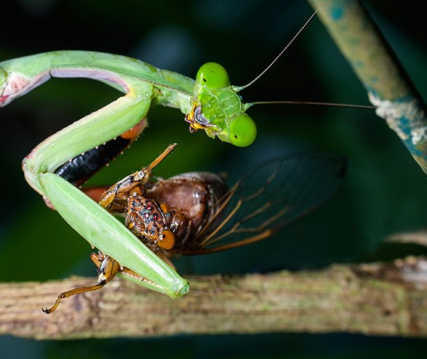 Predator and Prey by Jay Hayward