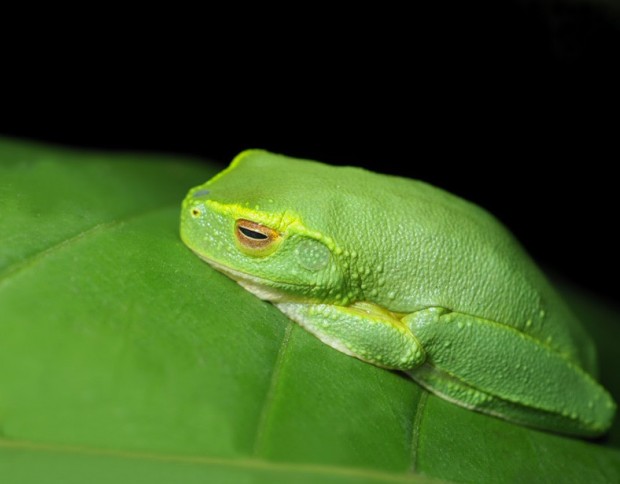 Dainty tree frog by Jay Hayward