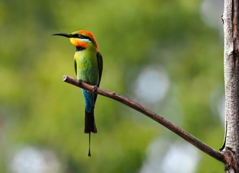 Rainbow Bee-eater by Jay Hayward