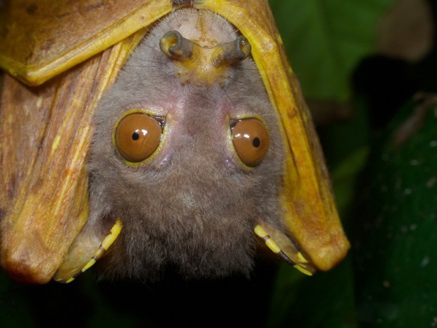 Eastern Tube-nosed Bat by Jay Hayward