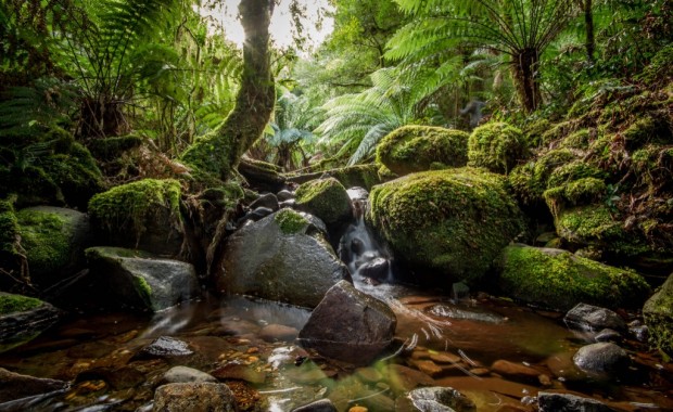Tre Verde by Michael Fox